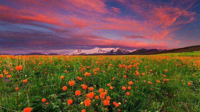 Field of orange flowers with snowy mountains and sunset sky