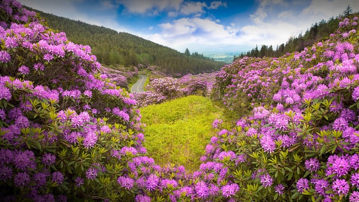 Purple Rhododendrons blooming on a hillside with a road