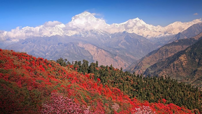 Rhododendron flowers in front of snow-capped Himalayas