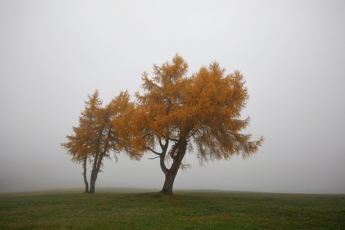 Autumn trees in the mist