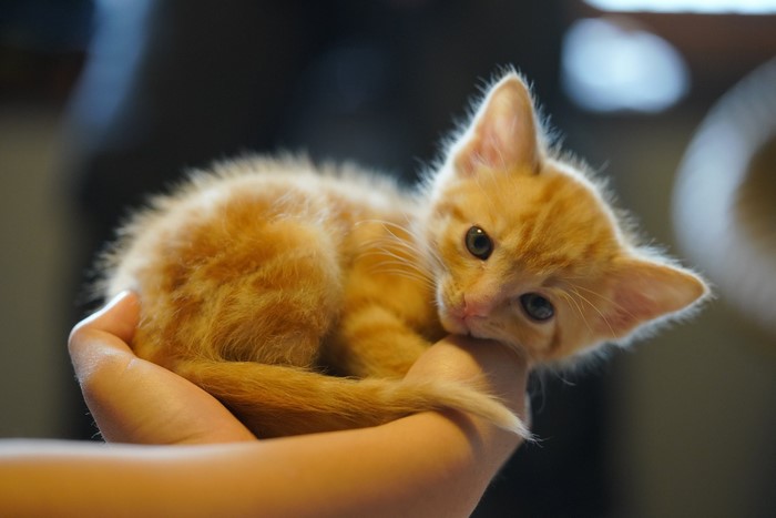 Orange tabby kitten held in a person's hand