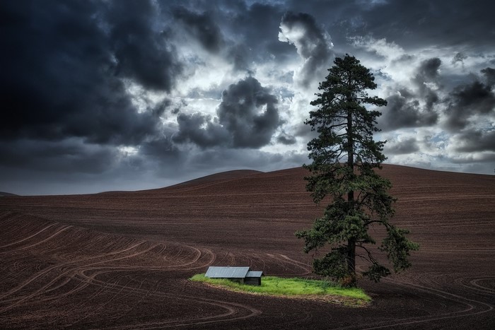 Lone tree and barn in a plowed field under stormy clouds