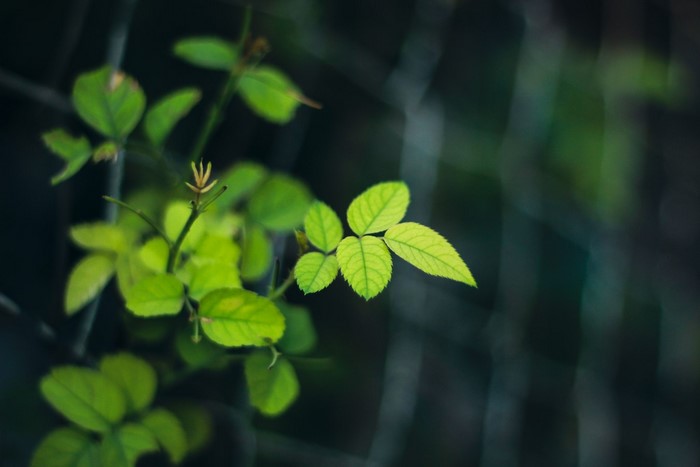 Green leaves on a dark background with bokeh