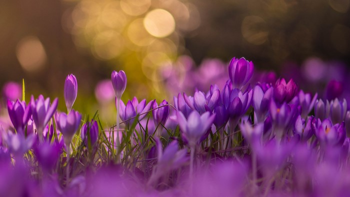 Purple crocuses blooming in a field with bokeh background