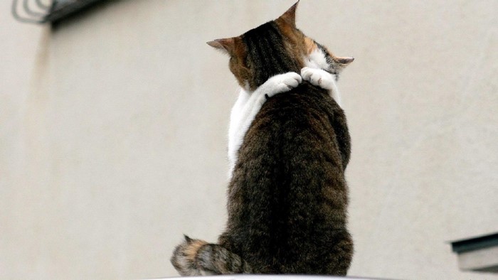 Two cats hugging each other