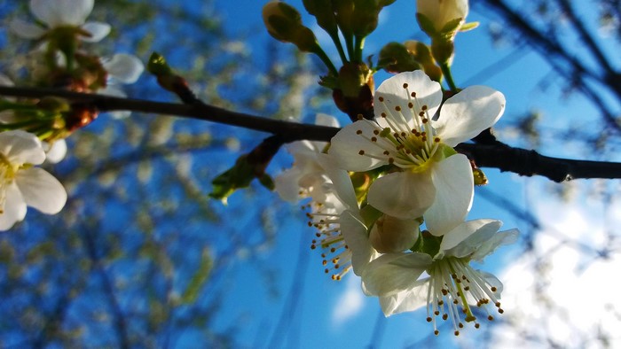 Cherry blossoms blooming on a branch against a blue sky