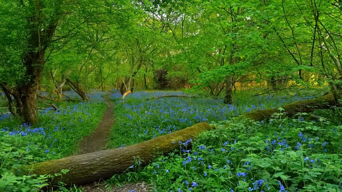 A forest path lined with bluebells and fallen logs