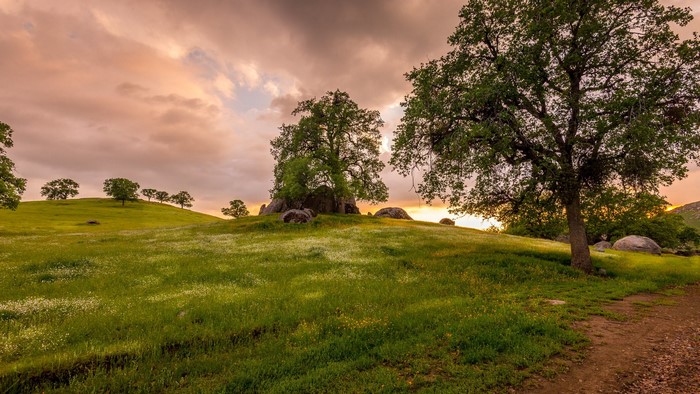 Sunset over rolling hills with oak trees and wildflowers