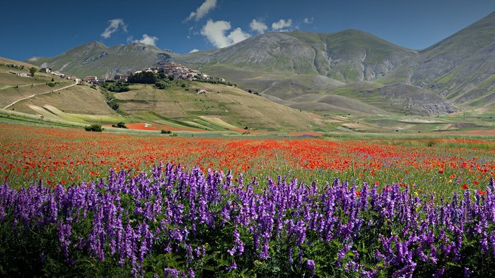 Purple and red flowers in front of a village and mountains in Italy