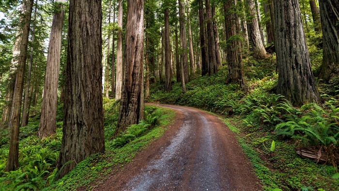Dirt road through a redwood forest in California