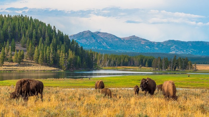 Bison grazing in a meadow with a river and mountains