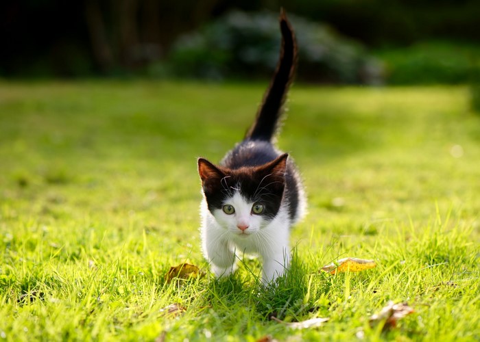 Black and white kitten walking on grass