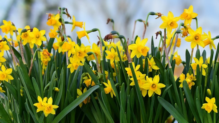 A field of bright yellow daffodils in bloom