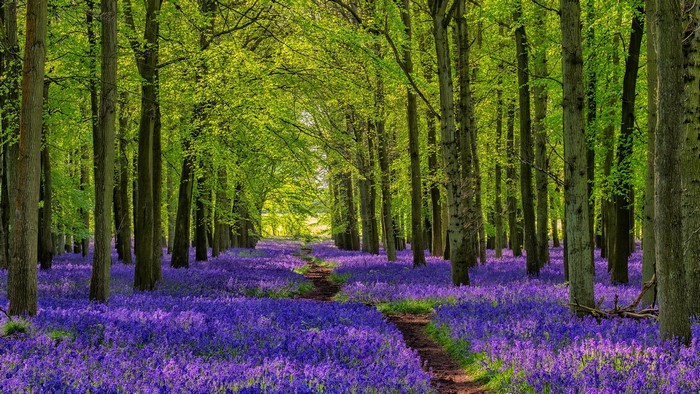 A forest path lined with blooming bluebells in England