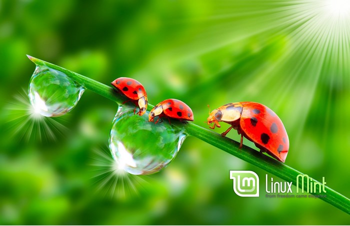 Linux Mint logo with ladybugs on grass and water drops