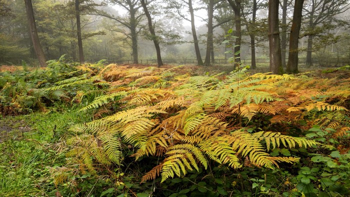 Autumn ferns in a misty forest
