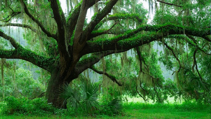 Ancient oak tree with Spanish moss in Florida