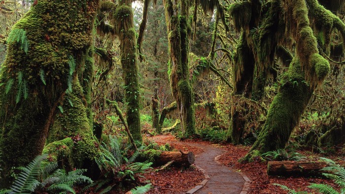 Moss-covered trees and a path in a rainforest