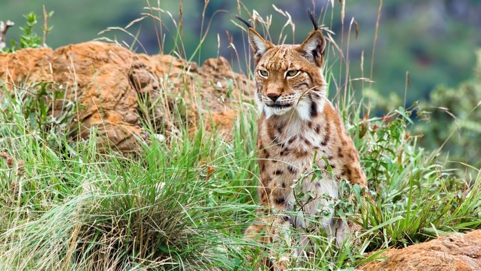 Lynx sitting in tall grass with rocks