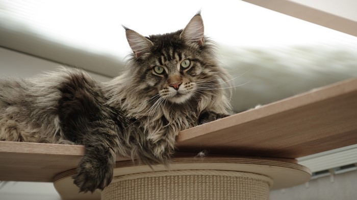 Maine Coon cat resting on a wooden platform