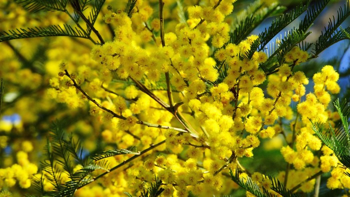 Close-up of yellow mimosa flowers and green leaves