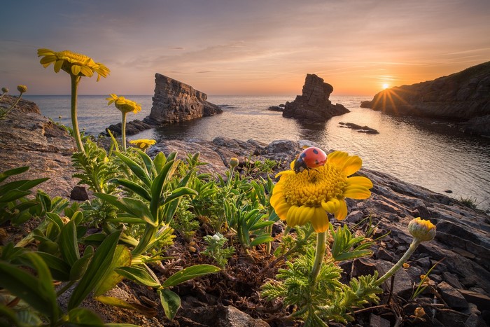 Ladybug on a yellow flower by the sea at sunset
