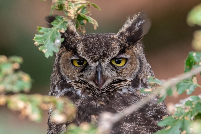 Great Horned Owl perched among branches