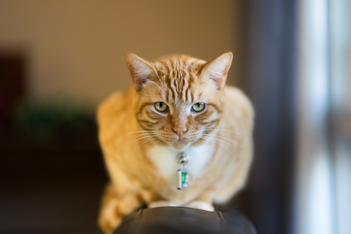 Orange tabby cat with green eyes and collar
