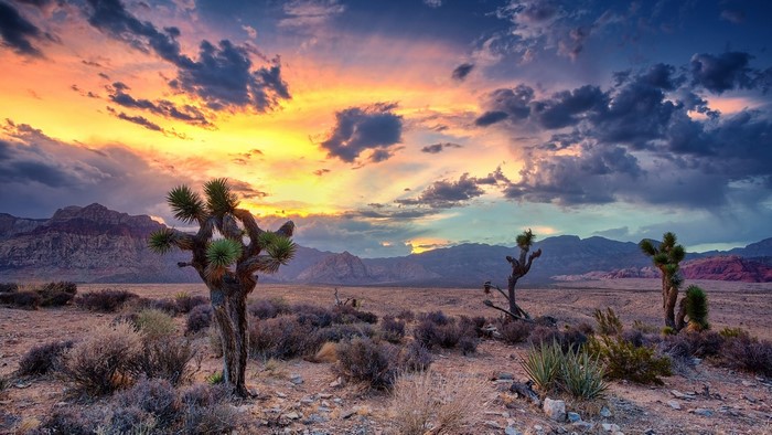 Desert landscape with Joshua trees at sunset in Nevada