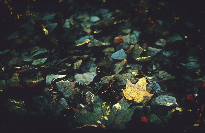 Fallen leaves on the ground in autumn