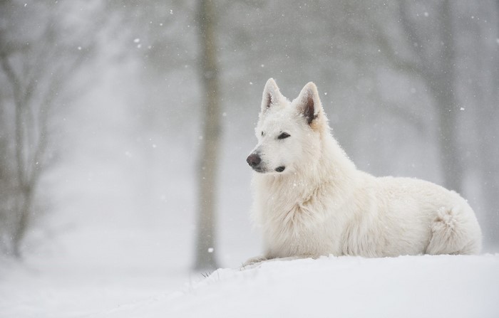 White German Shepherd dog lying in the snow