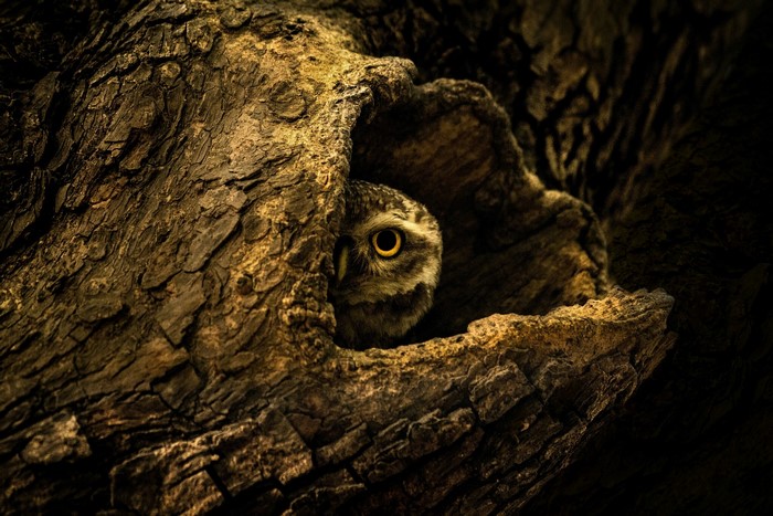 Owl peeking from a tree hollow