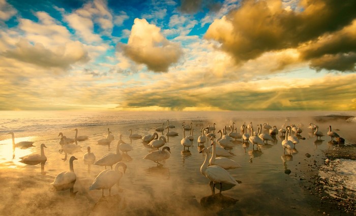 A flock of swans on a misty body of water at sunrise