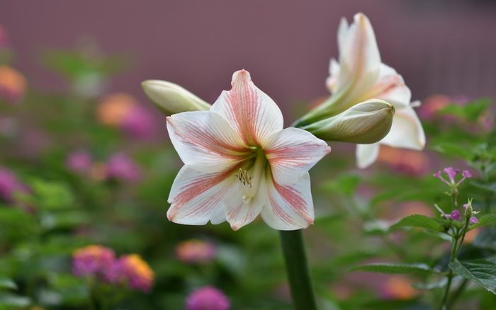 Amaryllis flower with pink stripes in a garden