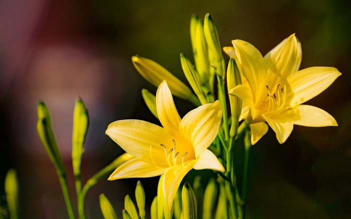 Yellow Daylily Flowers Blooming in Sunlight