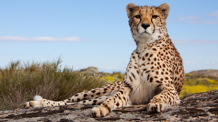 Cheetah resting on a rock under a blue sky