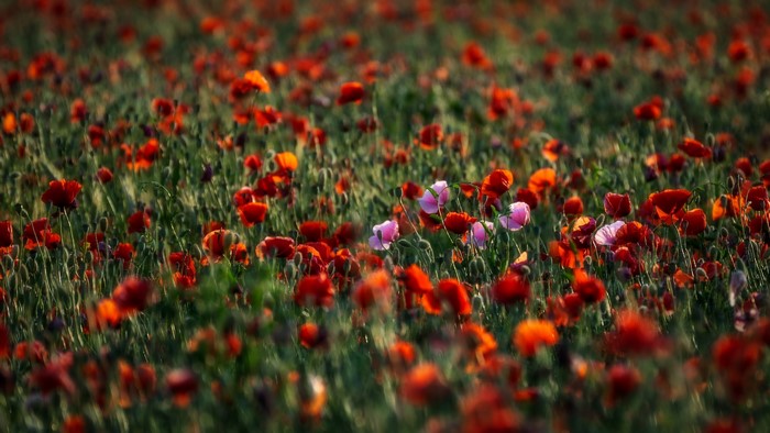 Field of red and pink poppies