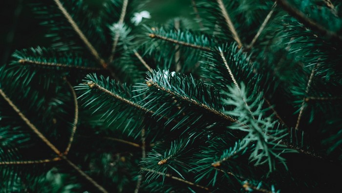 Close-up of dark green pine tree branches