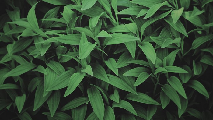 Close-up of lush green leaves