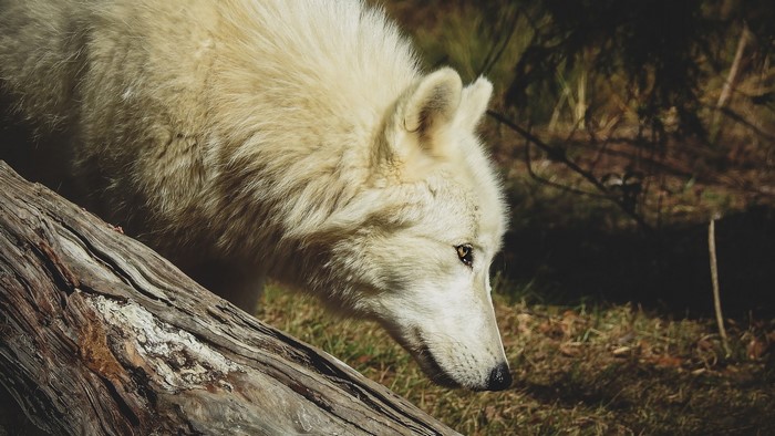White wolf near a fallen log in a forest