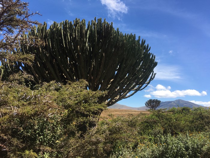 Tanzania nature landscape with cactus and mountains