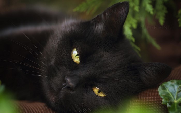 Close-up of a black cat with yellow eyes