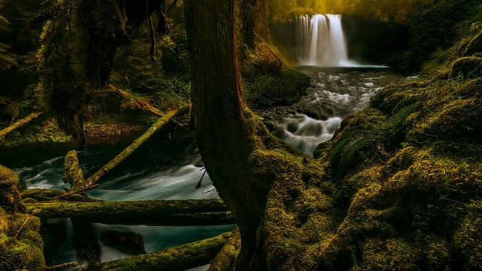 Moss-covered forest with a waterfall and stream