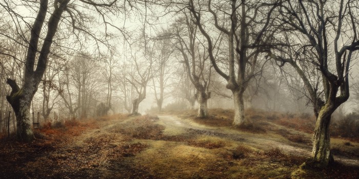 Misty forest path with bare trees in Spain