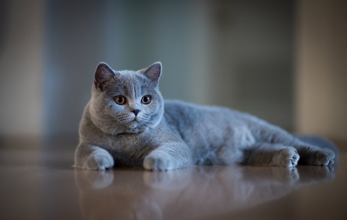 British Shorthair cat lying on a reflective surface