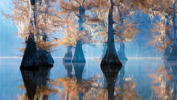 Cypress trees reflected in Lake Caddo water
