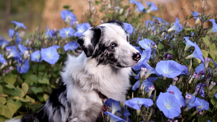 A merle border collie dog sits among blue morning glory flowers