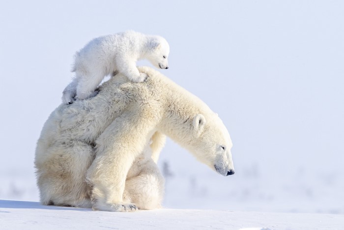 Polar bear mother and cub on snow