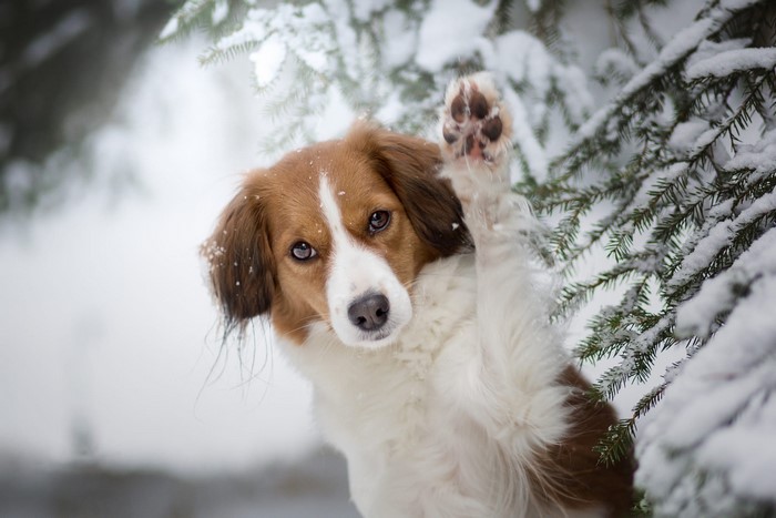 Dog waving paw in snowy forest