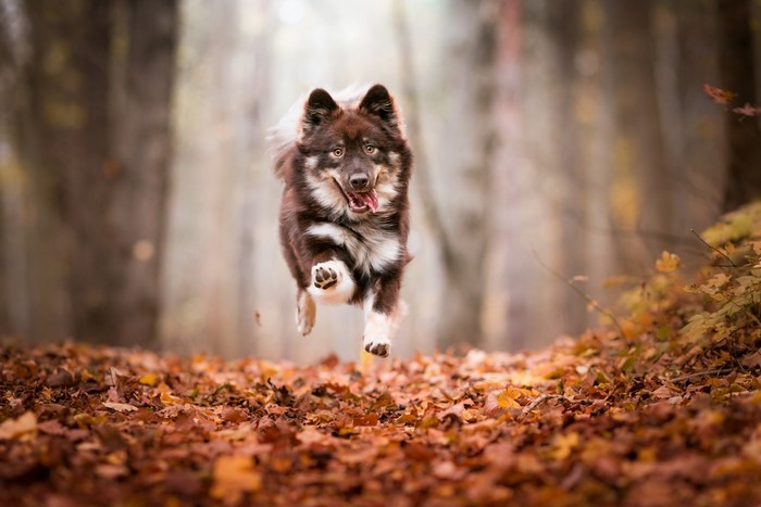 Dog running through autumn forest